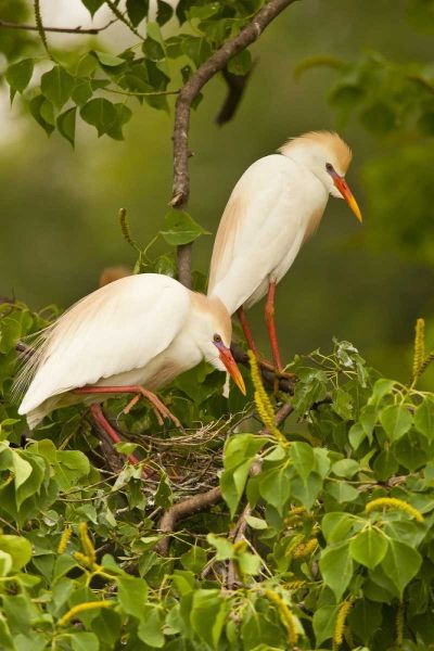 Louisiana, Jefferson Island Cattle egrets